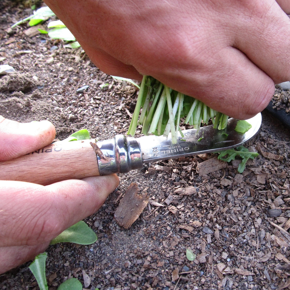 Folding Harvest Knife vendor-unknown