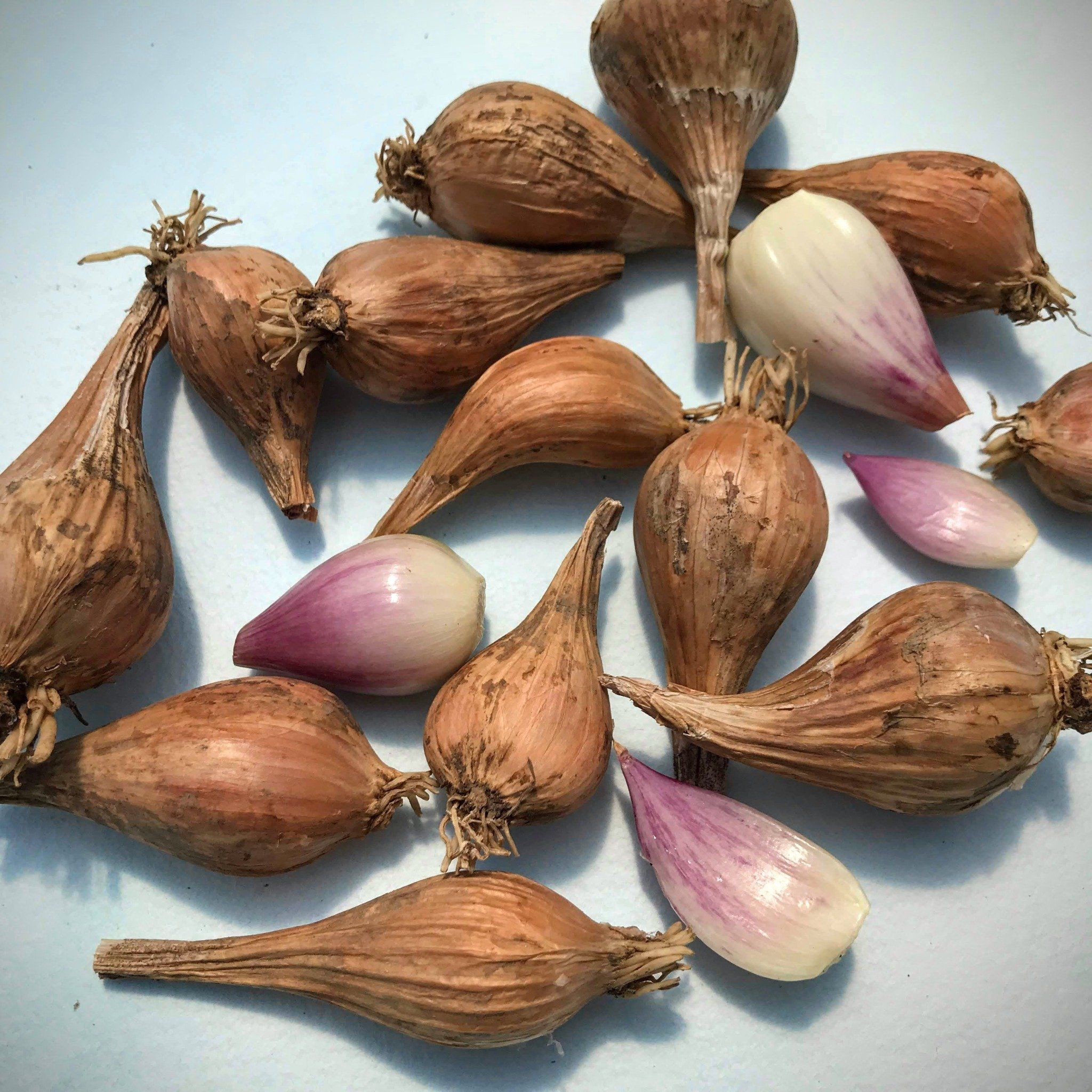 French Grey Shallots 20 Bulbs for Planting or Eating. Great Taste