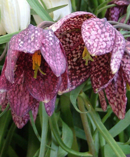 Fritillaria meleagris vendor-unknown