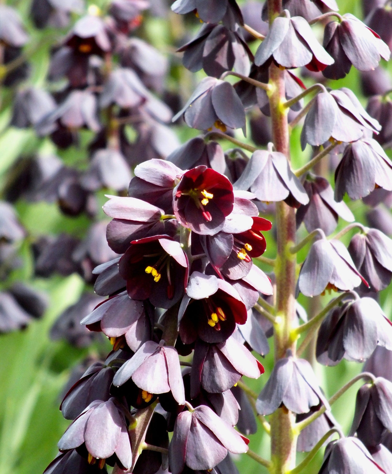 Fritillaria persica vendor-unknown