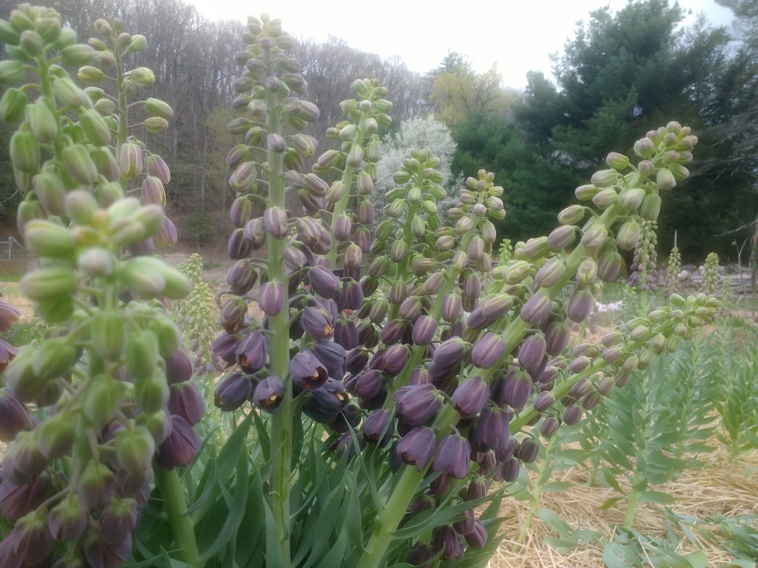 Fritillaria persica vendor-unknown