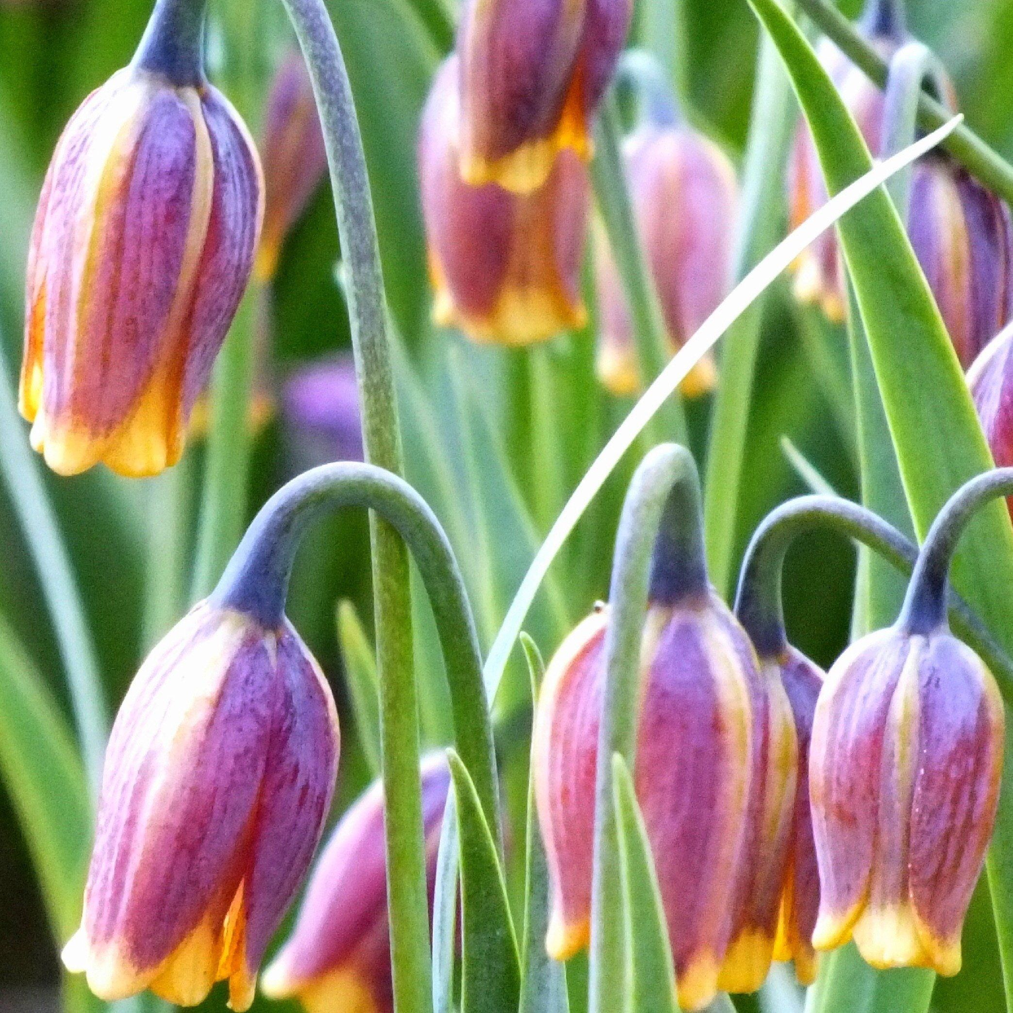 Fritillaria uva-vulpis vendor-unknown