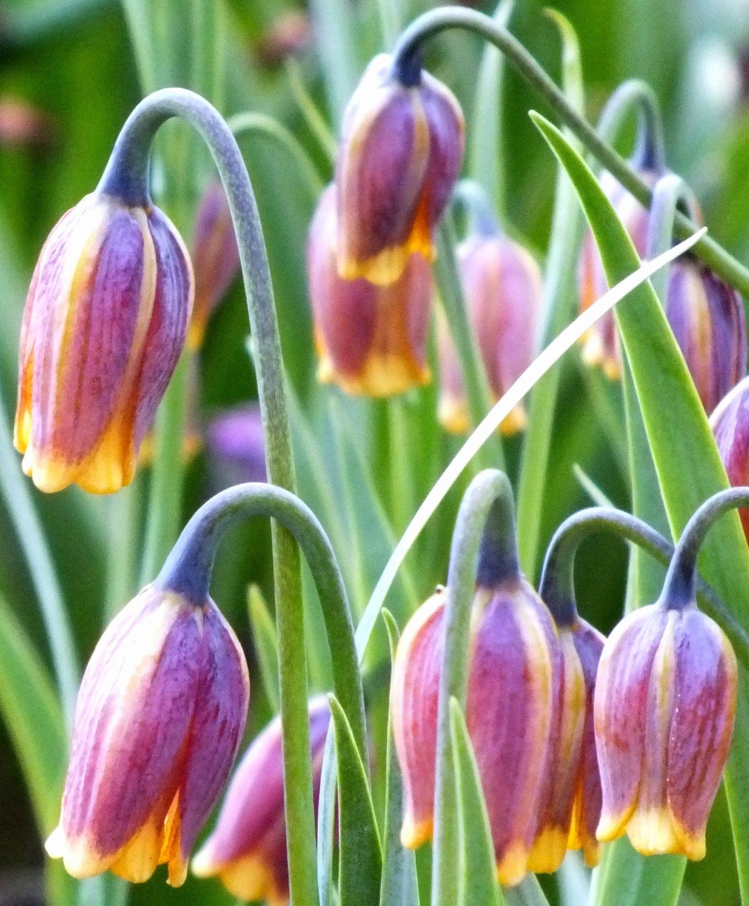 Fritillaria uva-vulpis vendor-unknown