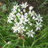 Garlic Chives vendor-unknown