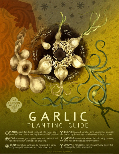 planting garlic flower seeds Garlic Planting Guide Poster