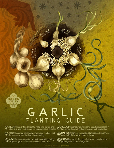 Garlic Planting Guide Poster Hudson Valley Seed Company