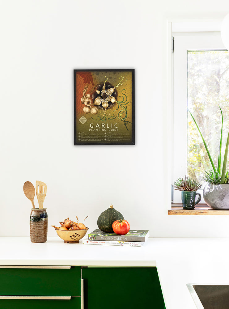 Garlic Planting Guide Poster Hudson Valley Seed Company