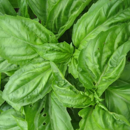 Genovese Basil vendor-unknown