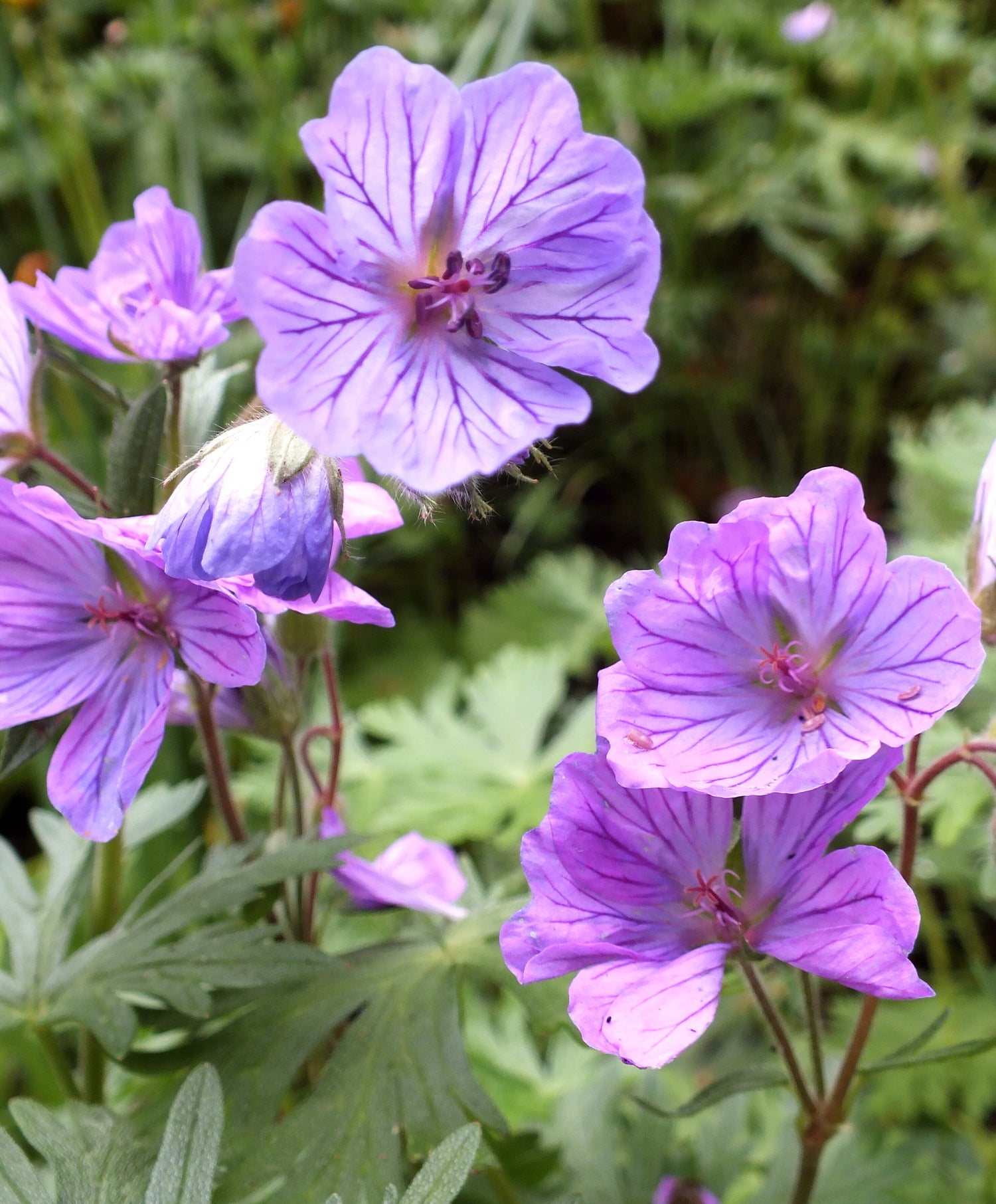 Geranium tuberosum