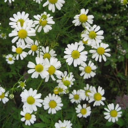 chamomile flower seeds for sale Hudson Valley Seed Co German Chamomile Art Pack Seeds