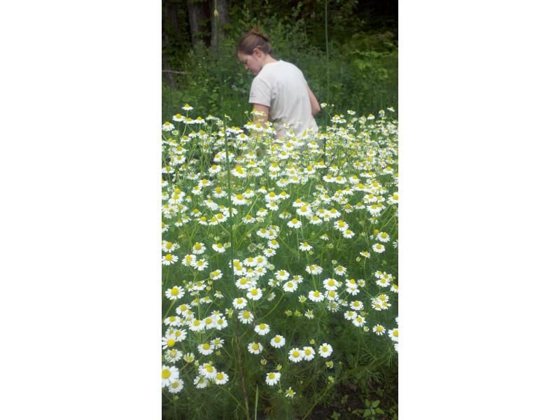 German Chamomile vendor-unknown