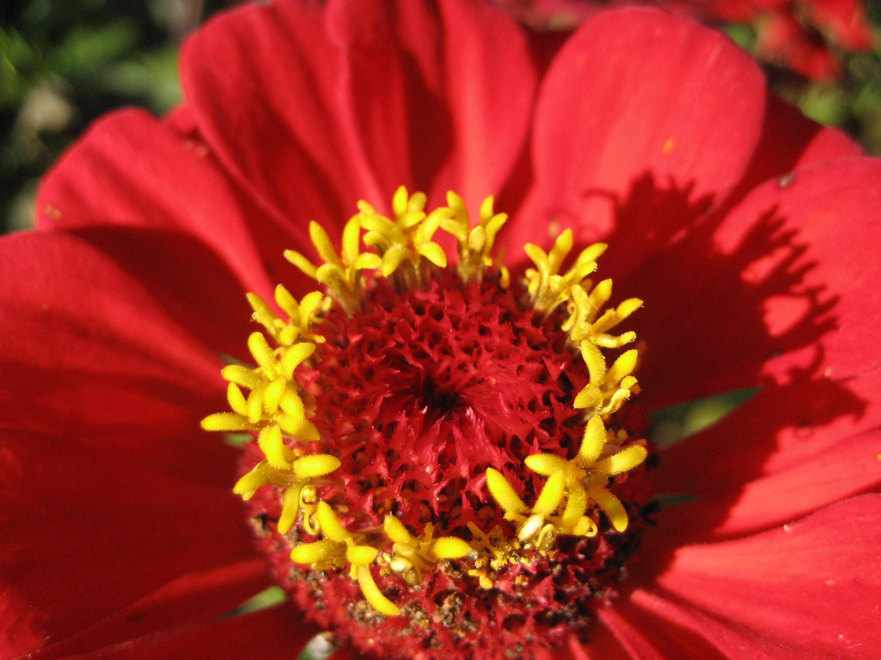 Gift Zinnia vendor-unknown