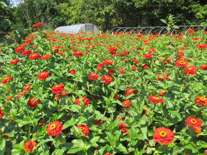 Gift Zinnia vendor-unknown