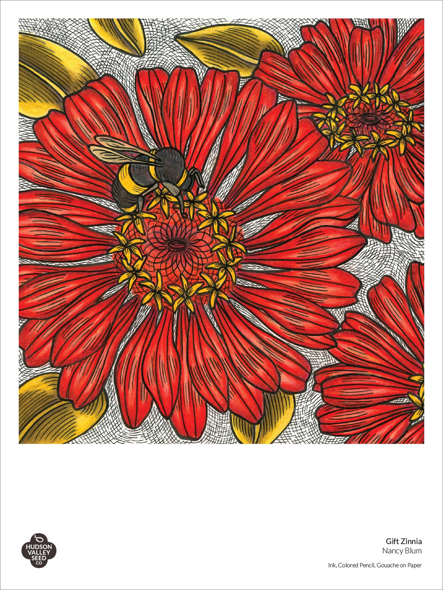 Gift Zinnia Fine Art Poster