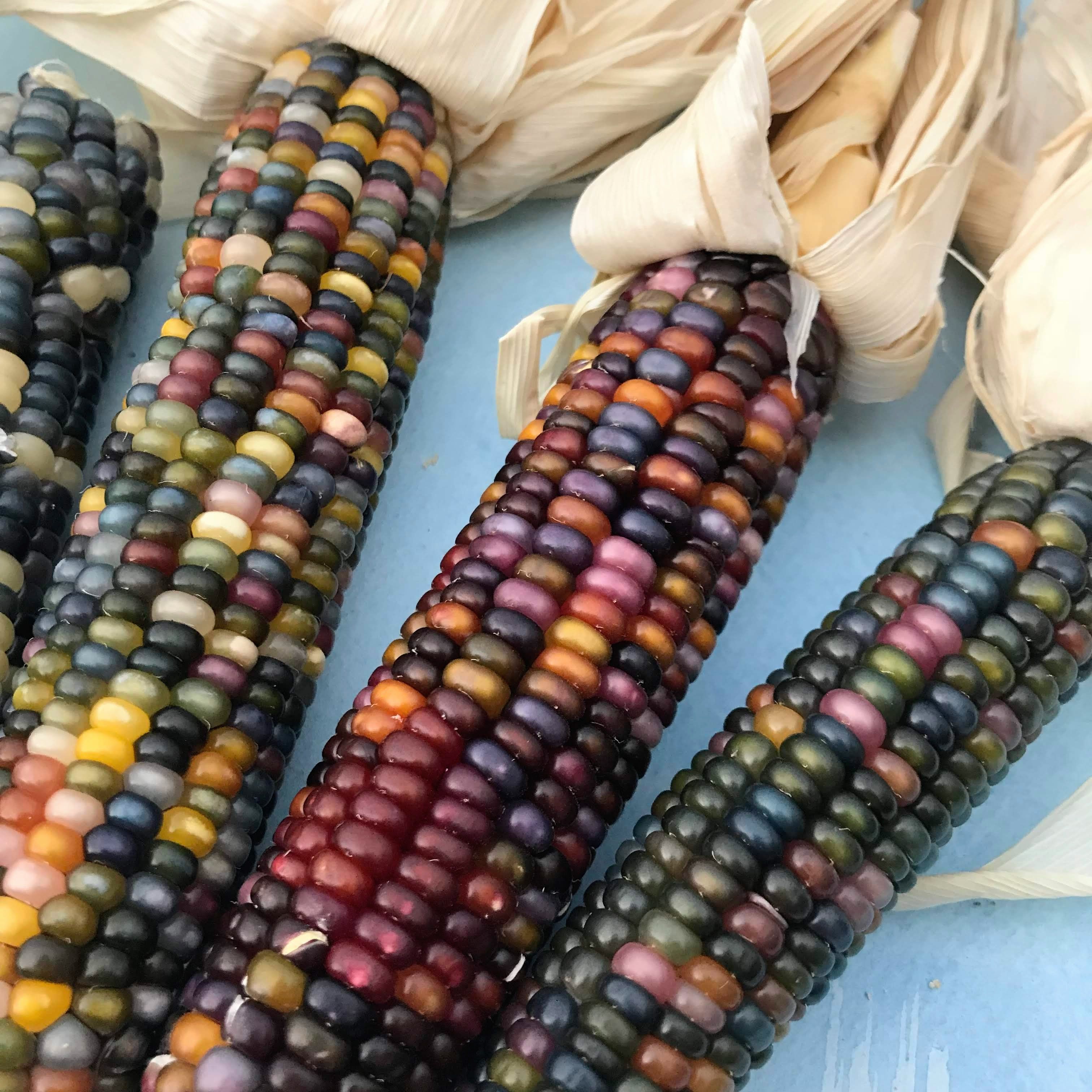 Glass Gem Corn vendor-unknown