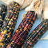 Glass Gem Corn vendor-unknown