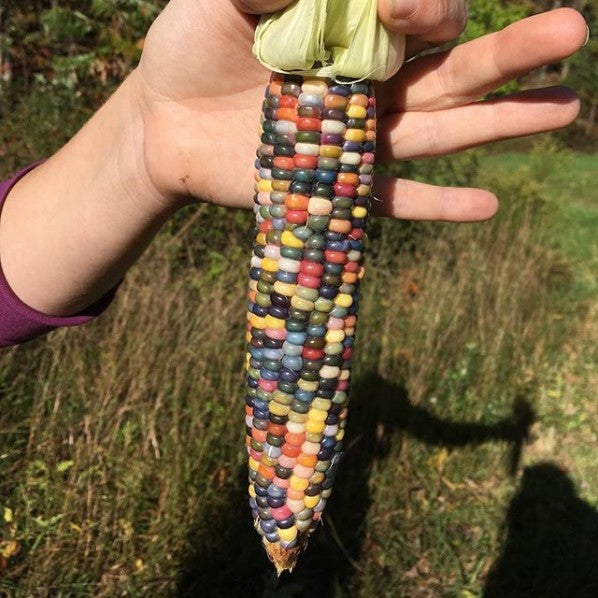 Glass Gem Corn vendor-unknown