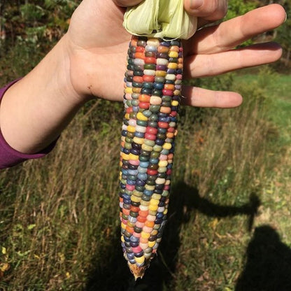 Glass Gem Corn vendor-unknown