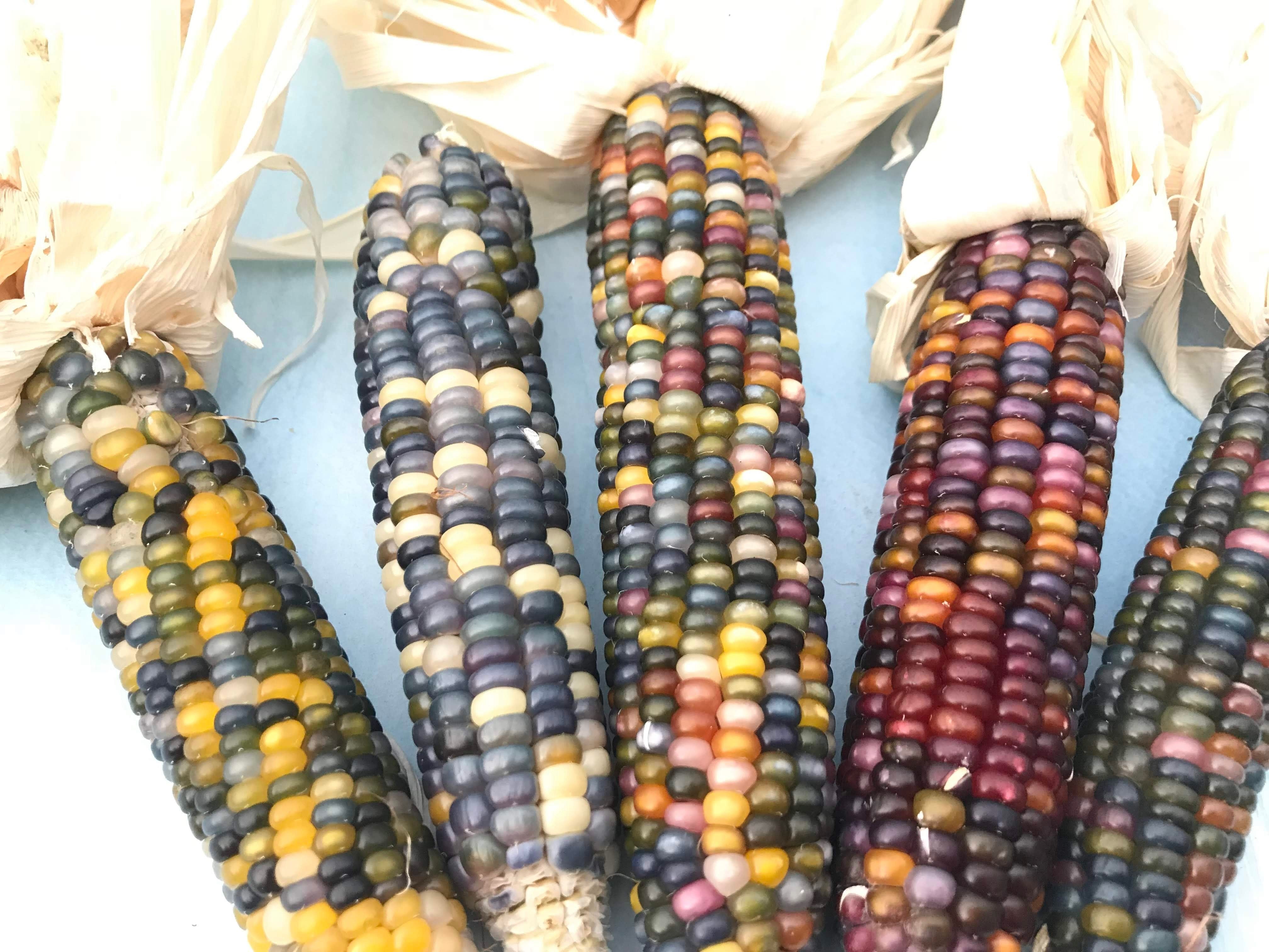 Glass Gem Corn Organic Seeds – Hudson Valley Seed Company