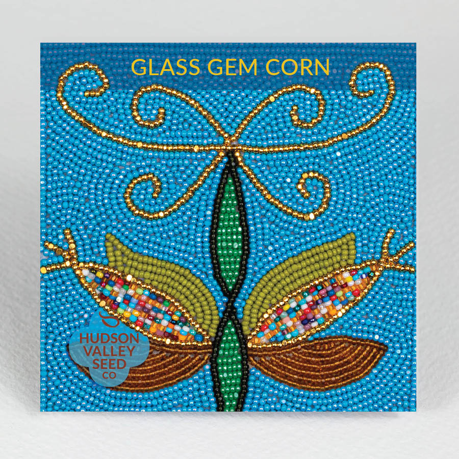 Glass Gem Corn - Zea Mays, Glass Gem Corn Seeds