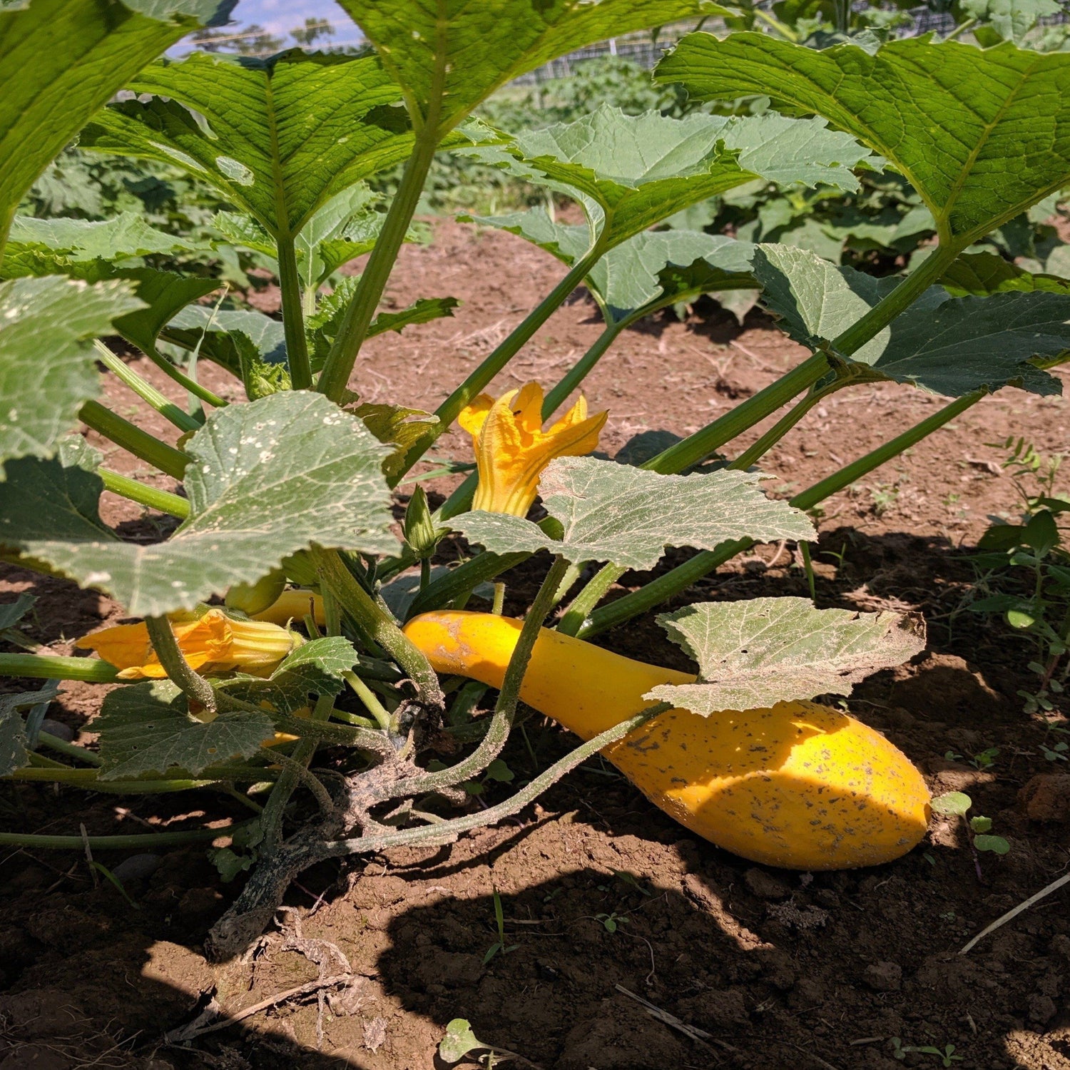Golden Crookneck Squash vendor-unknown
