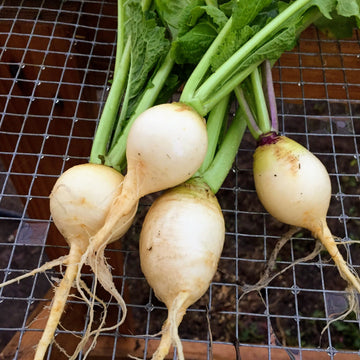 Turnips and Rutabagas