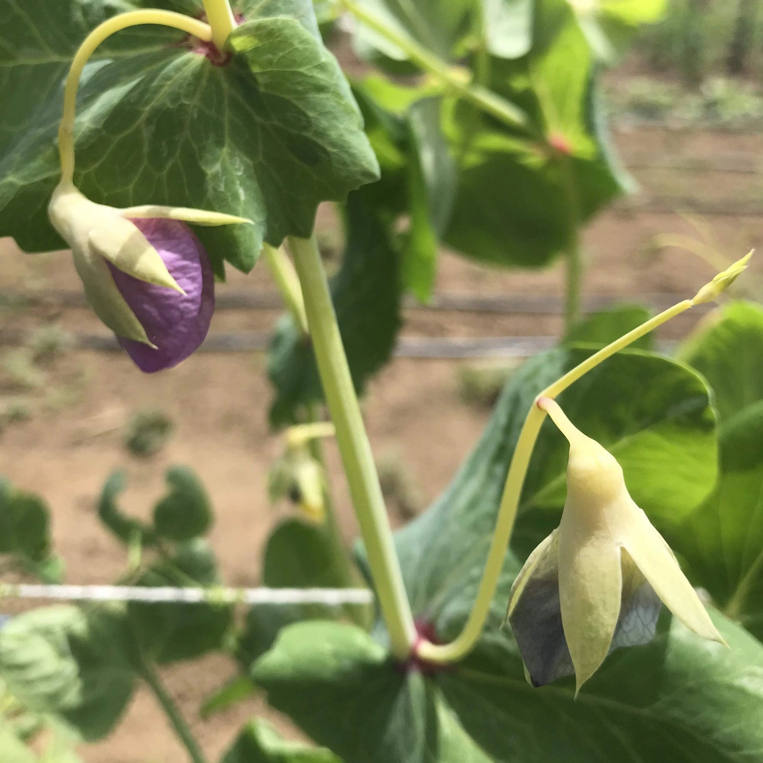 Golden Sweet Snow Pea vendor-unknown