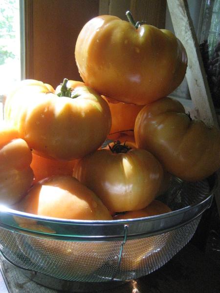 Goldie Tomato vendor-unknown
