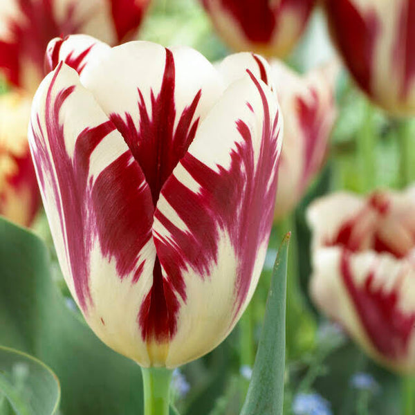 Tulip 'Grand Perfection'
