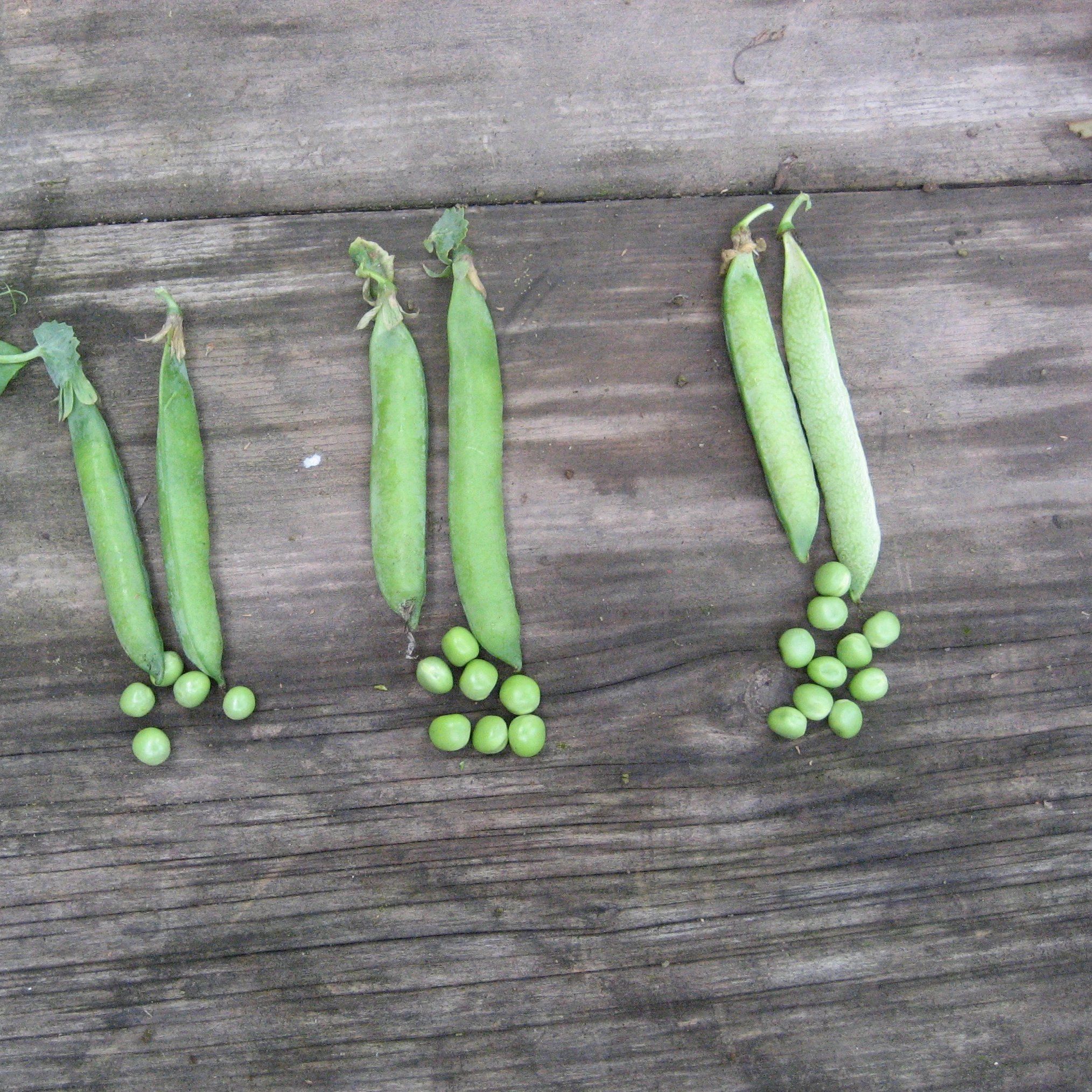 Green Arrow Shell Pea vendor-unknown