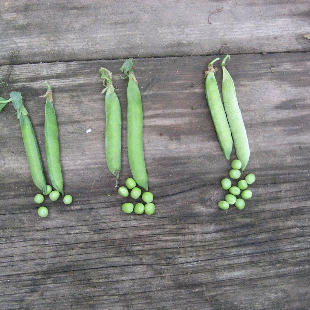 Green Arrow Shell Pea Organic Seeds – Hudson Valley Seed Company