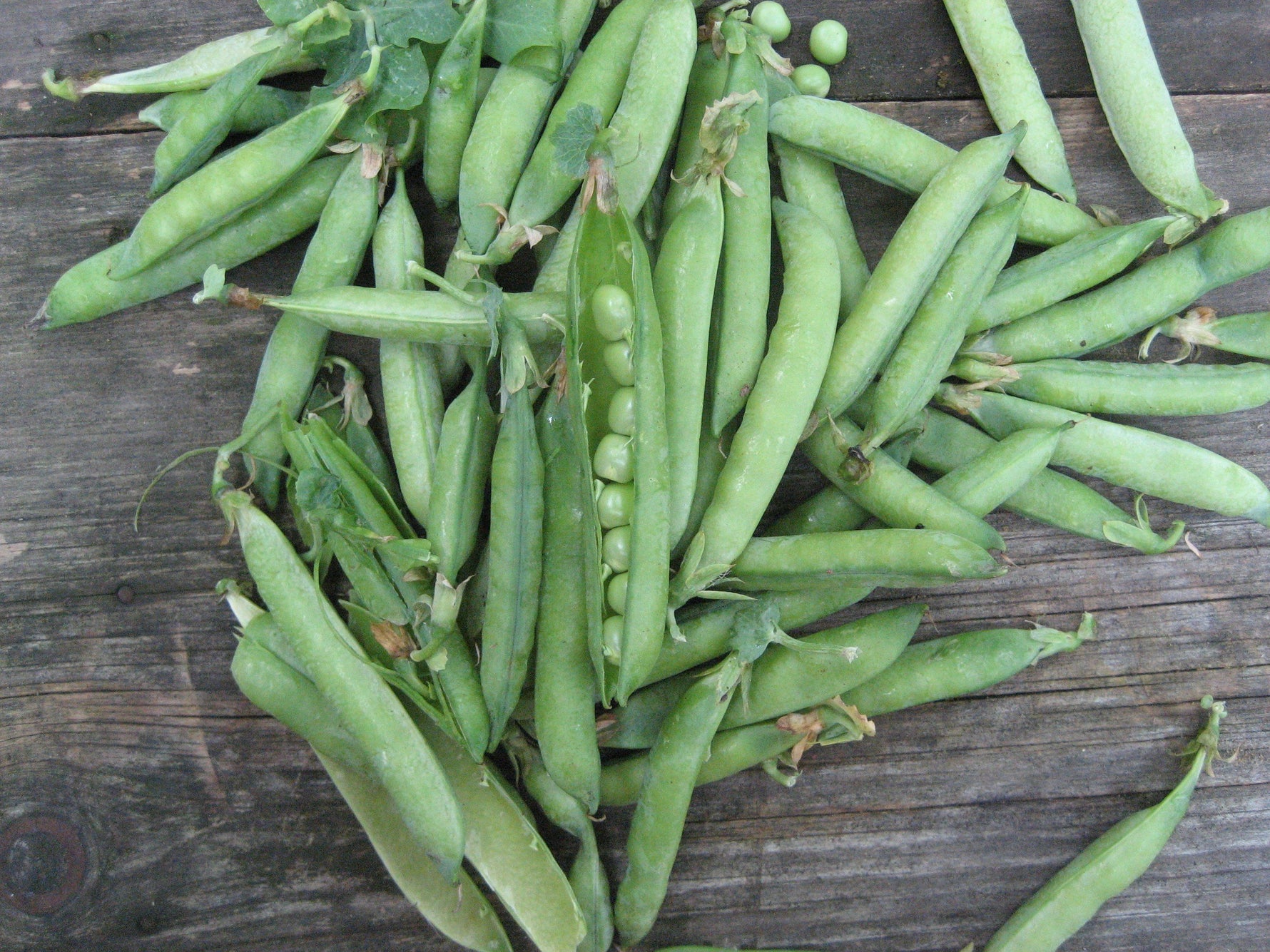 Green Arrow Shell Pea Organic Seeds – Hudson Valley Seed Company