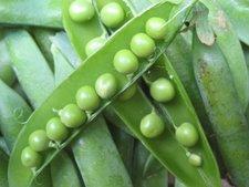 Green Arrow Shell Pea vendor-unknown