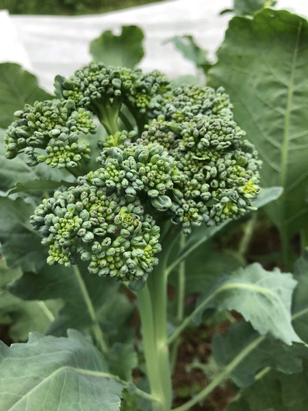 GreenSproutingCalabreseBroccol