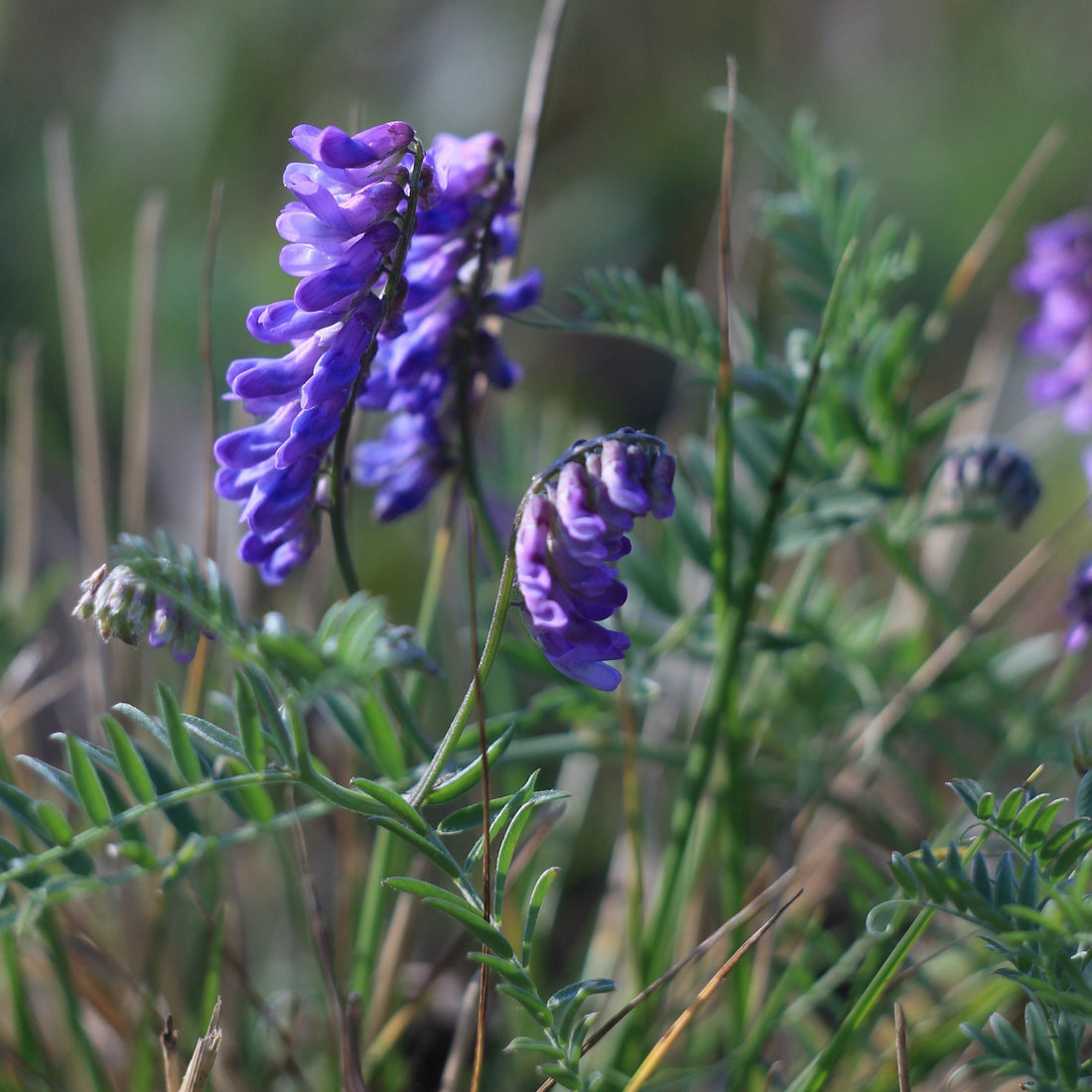 Hairy Vetch Cover Crop vendor-unknown