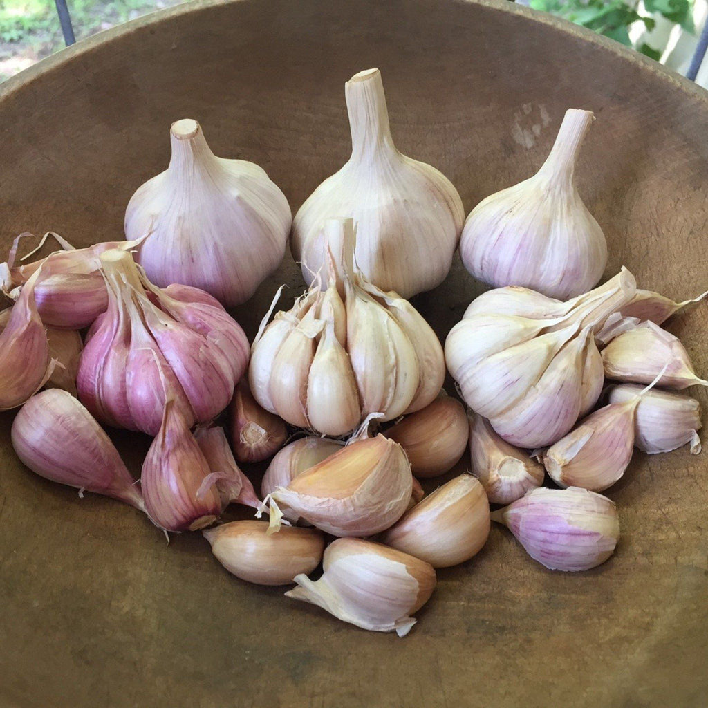 Dutch Red Shallot Garlic  Filaree Organic Seed Farm