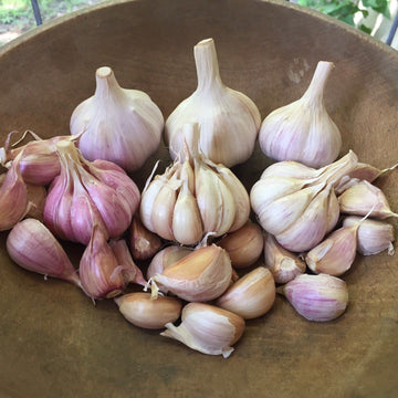 Garlic and Shallots