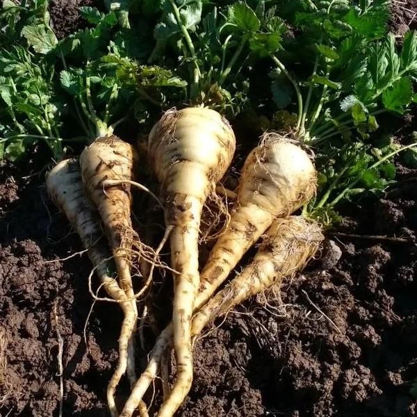 Harris Model Parsnip vendor-unknown