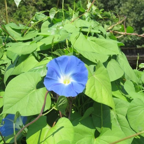 Heavenly Blue Morning Glory Seeds 300 Seeds