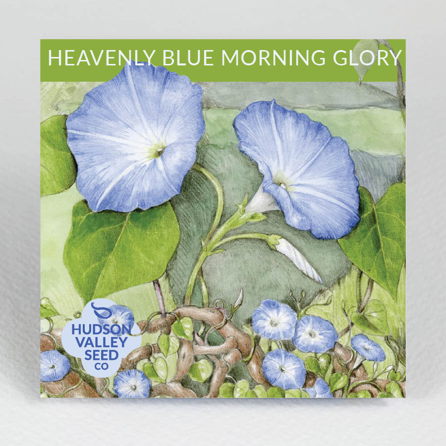 Morning Glory Heavenly Blue Heirloom Seeds Flower Seeds 