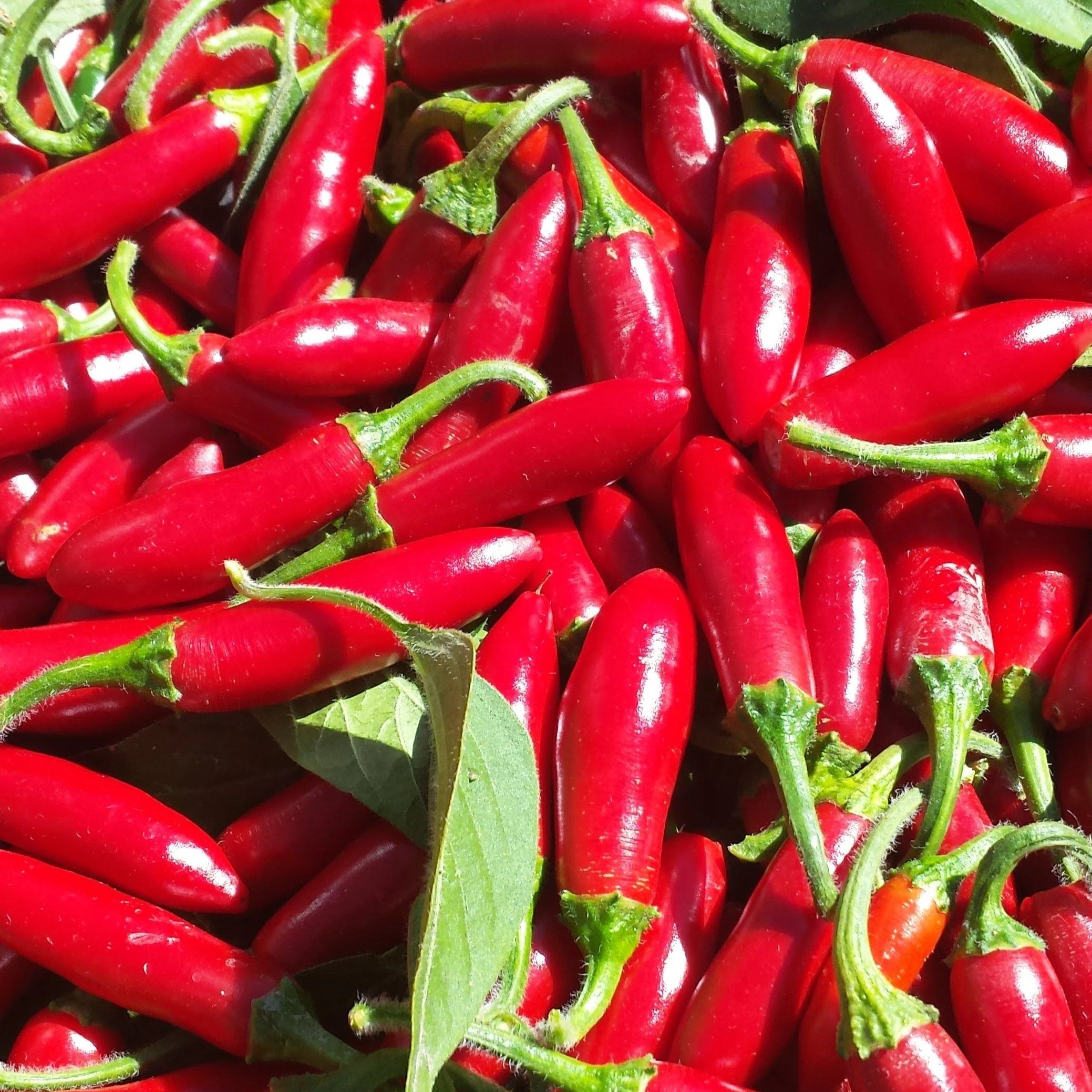 Serrano Seahawk Red Serrano Pepper