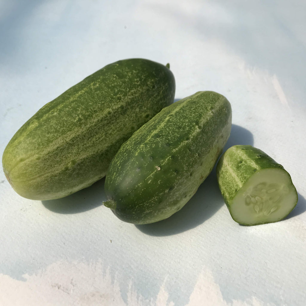 Mini Cucumbers  Nature Fresh Farms