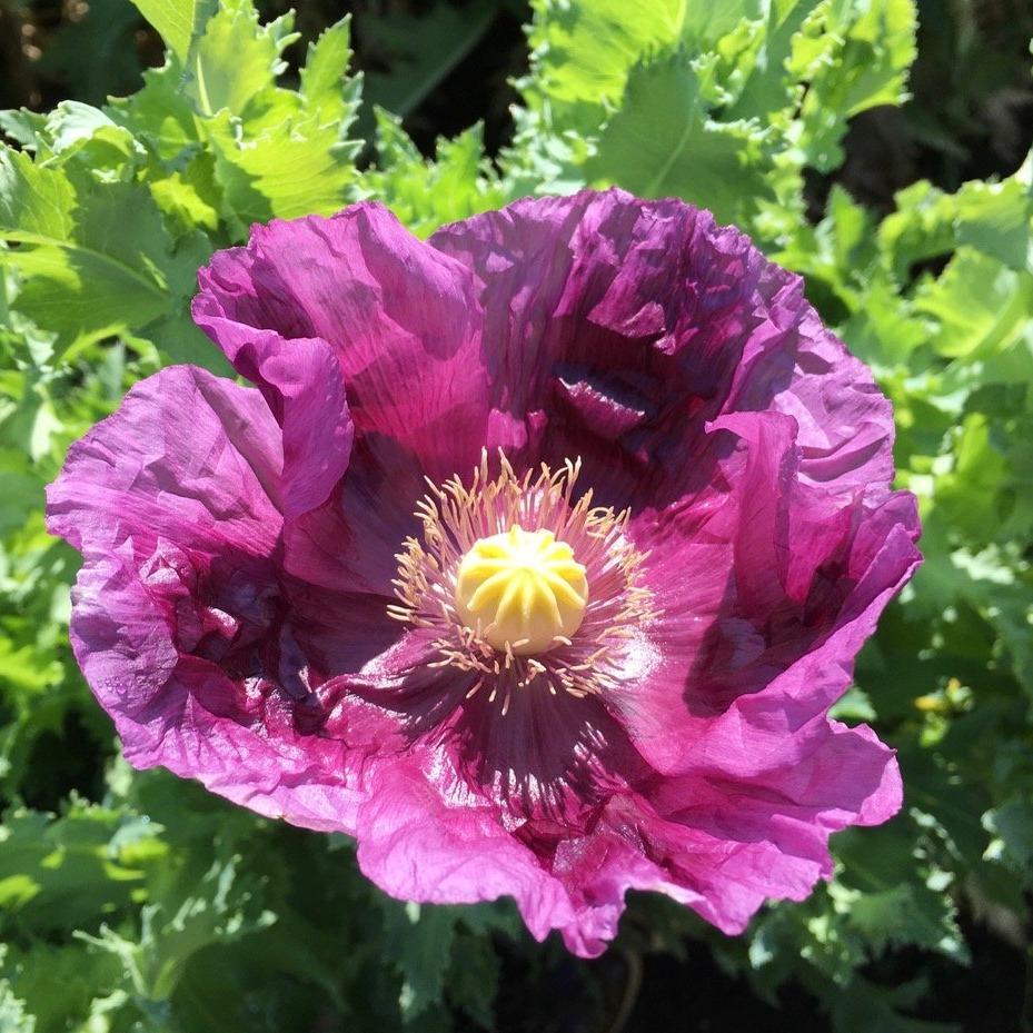 Hungarian Blue Breadseed Poppy vendor-unknown