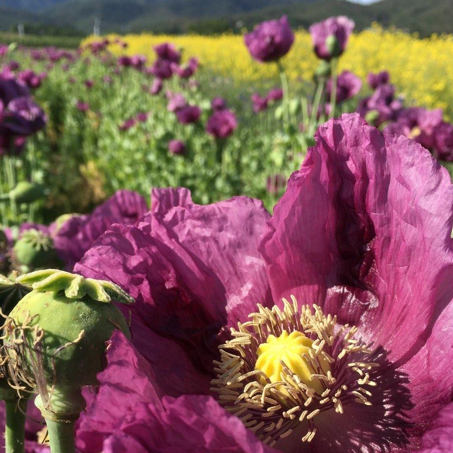 Hungarian Blue Breadseed Poppy vendor-unknown