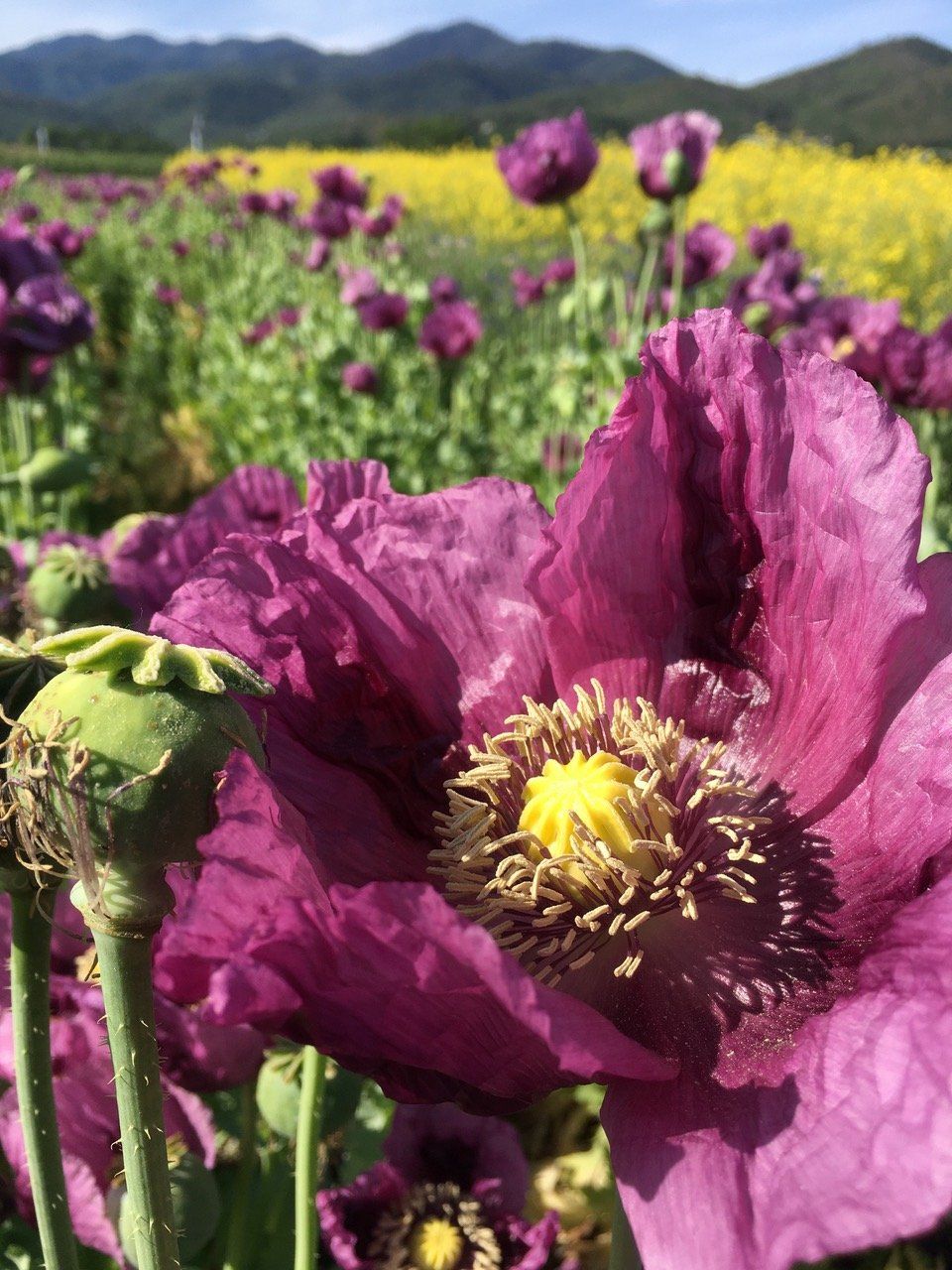 Hungarian Blue Breadseed Poppy vendor-unknown