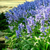 Hyacinthoides hispanica "Excelsior" vendor-unknown