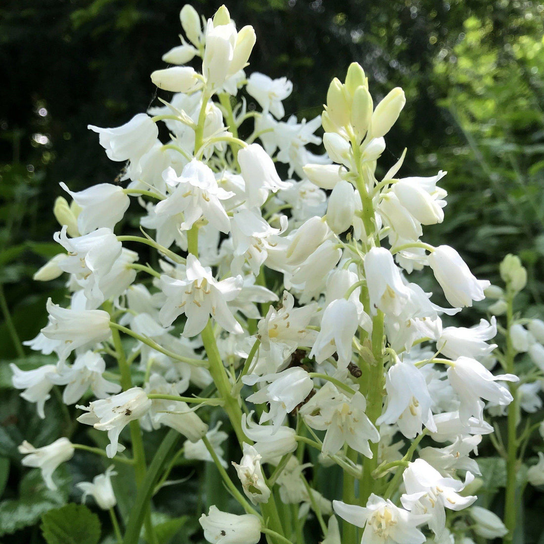 Hyacinthoides hispanica &quot;White City&quot; vendor-unknown