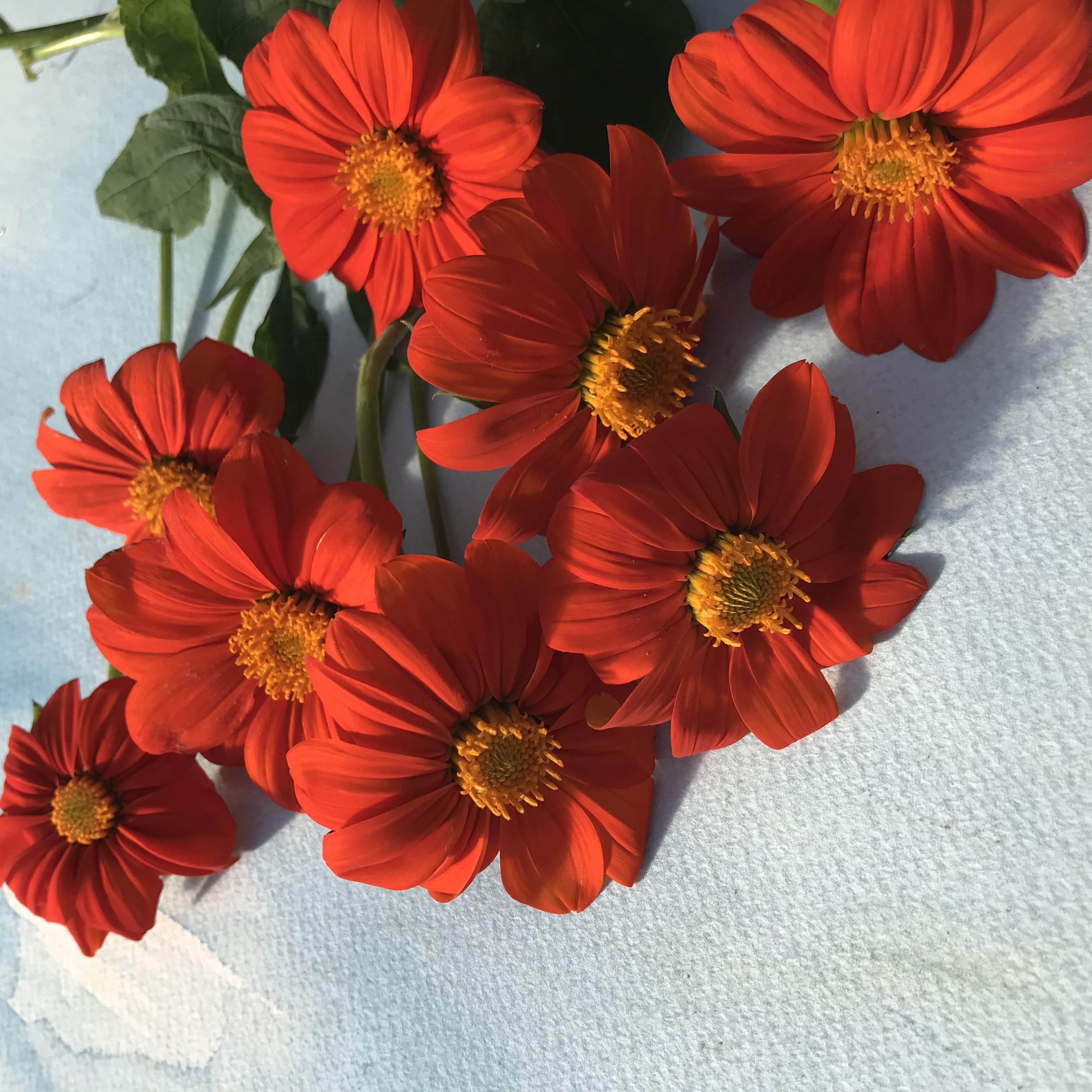 Torch Tithonia Mexican Sunflower Seedlings