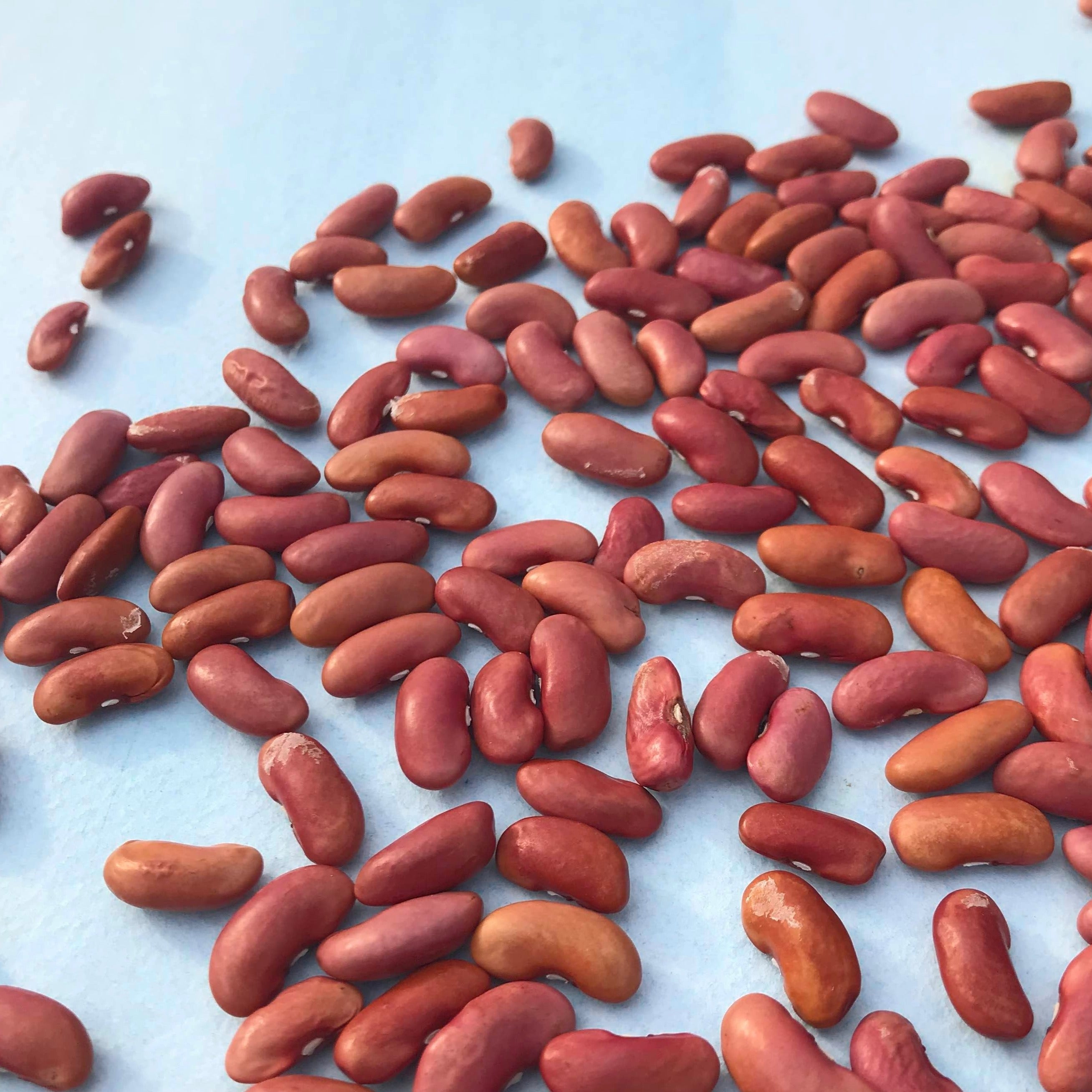 kidney bean seeds to plant Light Red Kidney Bush Bean