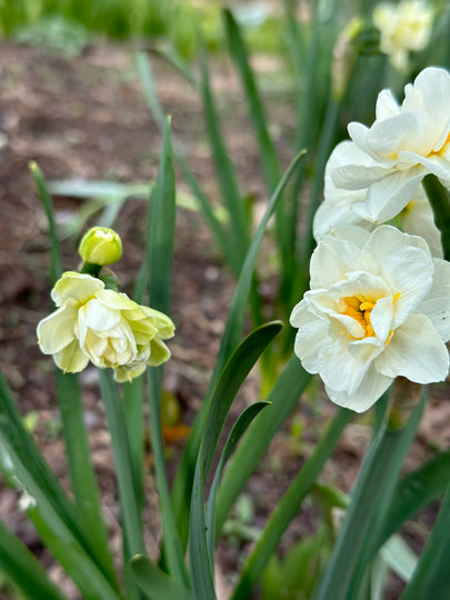 Narcissus 